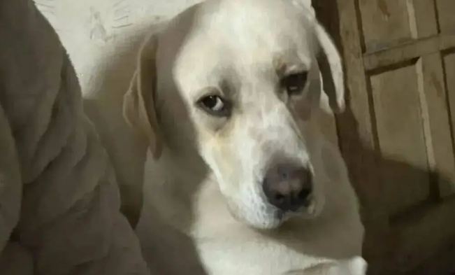 妈妈带狗去亲戚家串门儿，狗子的表情不就是小时候的我吗