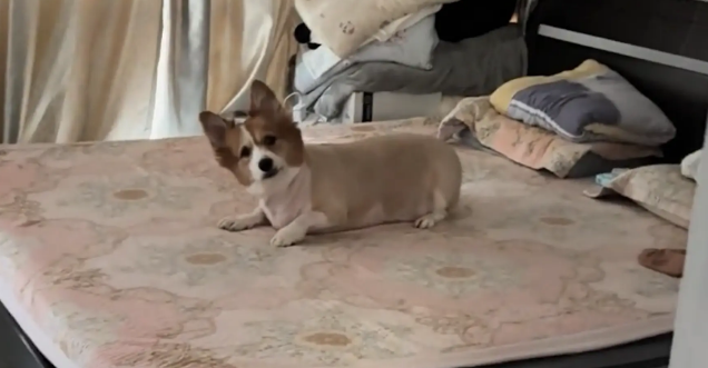 狗子在床上打滚被主人发现。狗：我可是脱了衣服才上床的