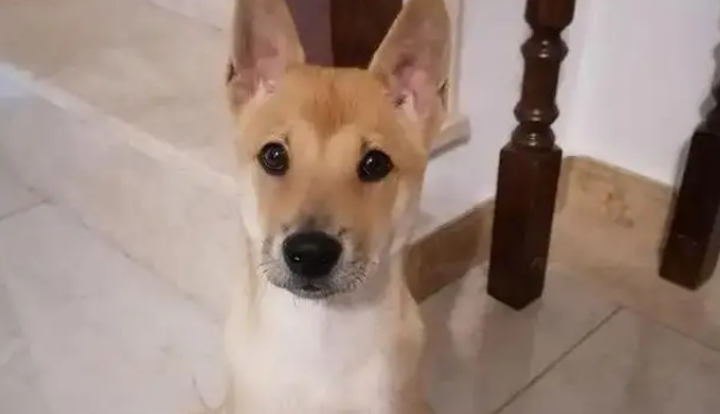 网购金毛收到小土狗，被商家神回复气笑，从嫌弃到真香只用半年！