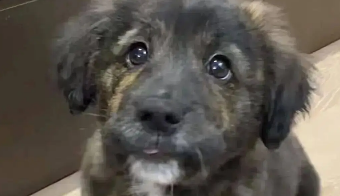 网友说她家金毛是黑芝麻味儿的，我一看……它好特别啊！