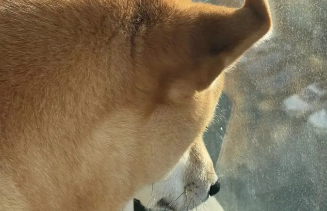 网友说她家柴犬很八卦，本来我不信，但一看…哈哈哈