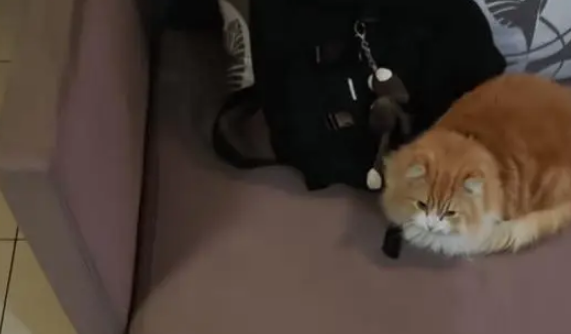 深夜的6楼，男子与猫咪的意外相逢，开启一段充满温情的生活