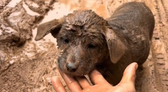 男子带小狗回家的路上摔倒了，小狗浑身泥。狗：不是很想去你家了