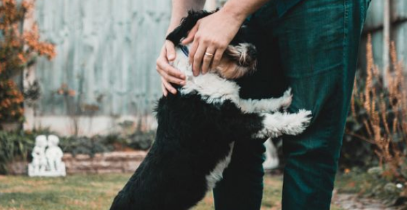 第六届它博会设全国首个宠物产业政策创新街区，政企联动迎新机 