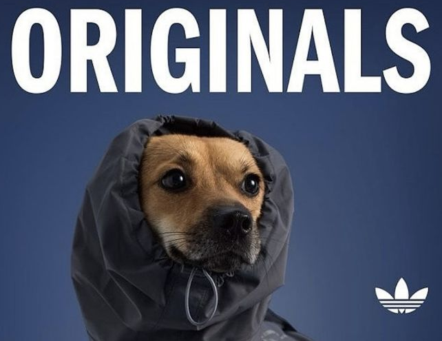 时尚圈的终极战场，为何是毛孩子