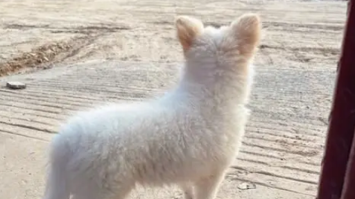 受伤小狗遭主人遗弃，医院里它仍摇尾巴，无奈医药费成无底洞