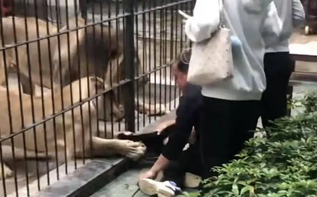 “狮爪惊魂”为动物园“投喂风”敲响警钟