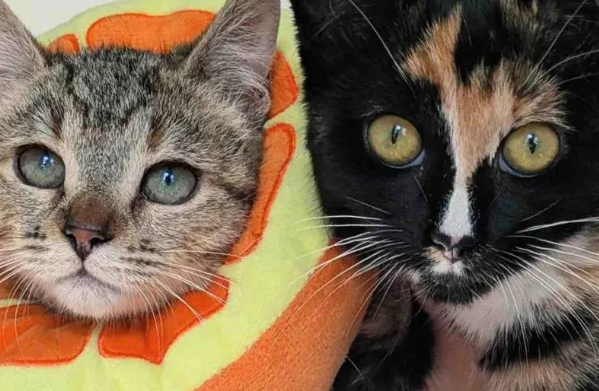 刚救的小猫谁也不理，直到遇见这只流浪猫