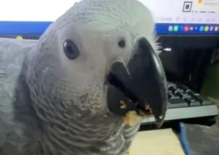 被悬赏3000元走失灰鹦鹉已飞回，当事人？合法喂养，目前状态良好