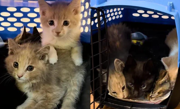 毛茸茸的炸毛团，被家猫教会了信任，结局暖哭了无数人