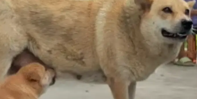 养 14 年老狗意外生下独生女，网友评论看哭：它一生都在为家操心