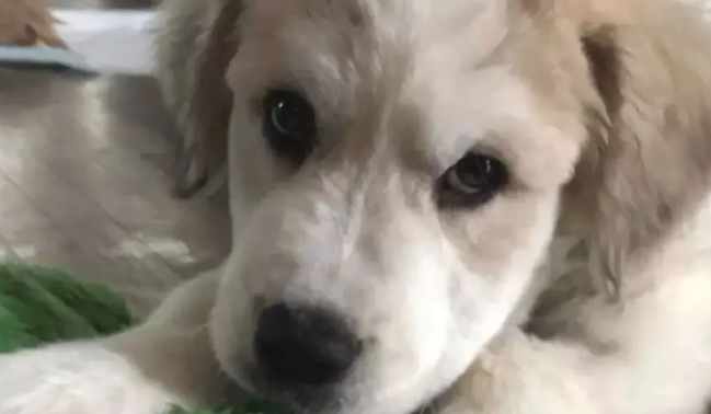 网友捡了6只快死了的无毛小奶狗，没想到养着养着……变成了大白熊