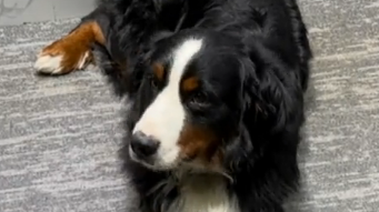 一公司“悬赏60万上海寻狗”，负责人称：狗本身价值很高