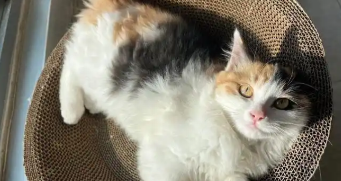 母女家中争吵，猫咪急得崩溃大叫，一口咬腿强行劝架！