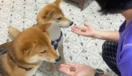 两只柴犬吵着要看主人炒菜，网友看到这一身肌肉：有练背