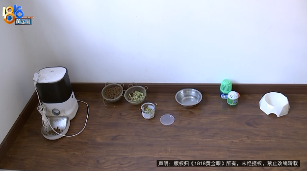 小猫不见了，上门的保洁员说被罚了600元