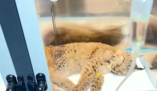 被外卖小哥救下的小猞猁，不治身亡