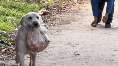 拉布拉多帮奶奶叼橘子，边走边掉，狗：我办事你就糟心吧