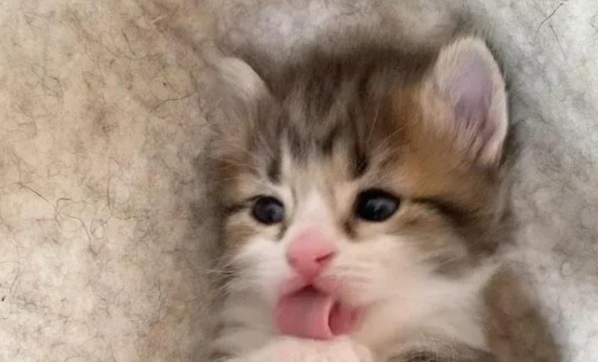 小猫出生即被判死刑，它却用小袋鼠的形象惊艳了所有人！