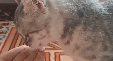 猫咪吃了一粒冻干，突然站起来蹦跶。网友：这冻干有力气