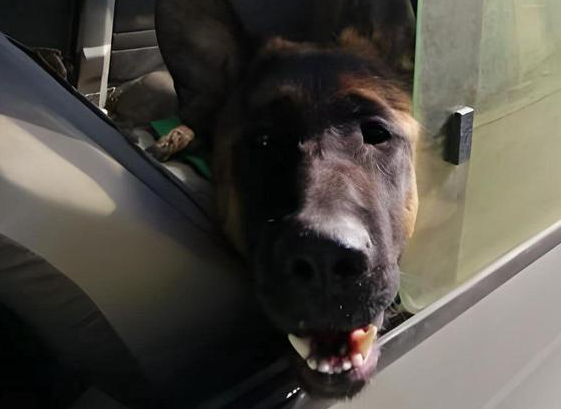 拆掉副驾让爱犬乘坐，刹车时狗子直撞控制台，网友笑评物理课堂