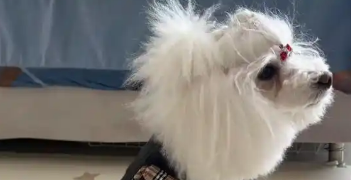 寒潮催生“它”经济，长沙宠物冬装搜索量暴增250%