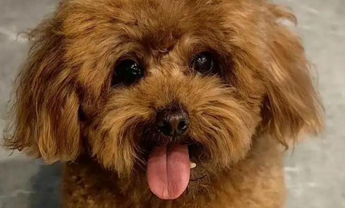 将茶杯泰迪交给妈妈养，半年后变成新品种——茶缸泰迪？