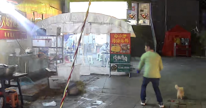 烤鱼店老板拿鱼杂喂猫躲过坠落花盆：如确定猫无主人，我会收养它