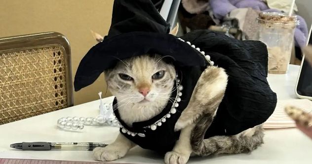 浙江28岁小伙创业开“宠物缝纫教室”，月入5万元