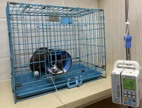 冬季月均“送别”100只，杭城宠物入殓师：让毛孩子体面地离开