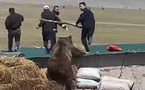 藏马熊进村咬死并拖走一条狗，引起当地居民重视