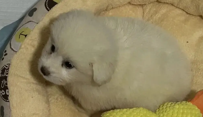 网友领养了一只小奶狗，刚到家就乖乖睡着了，简直是天使小狗