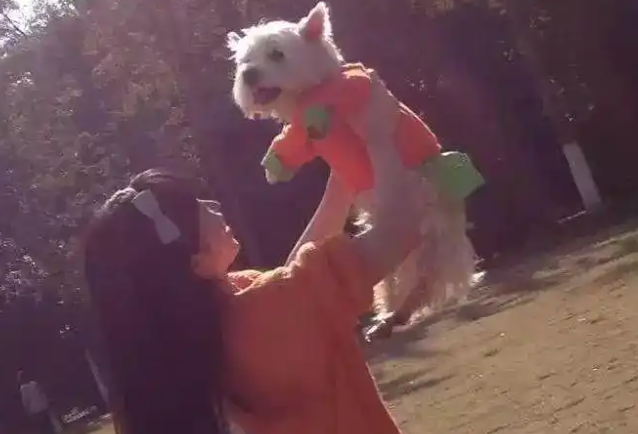 爱犬遭毒杀后，主人辞职追凶，为它“讨公道”1000多个日夜