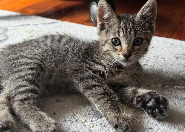 救助小猫却意外发现猫妈，母子相依为命，喜提亲子豪华套餐