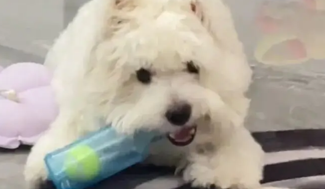 狗子玩发声玩具，惊恐发现发声的竟然是自家主人
