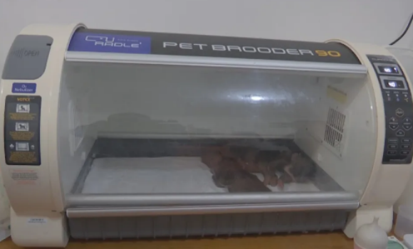 重庆动物园为动物量身定制“御寒套餐”