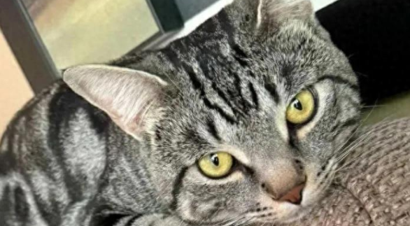 痛失爱猫后，她无意间却被小猫疯狂求抱，原来爱是会延续的