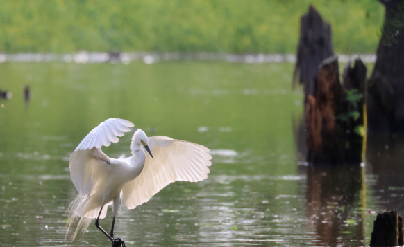空心村蜕变记：万只鹭鸟当 “招商员”，新农人做 “操盘手”