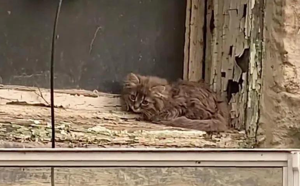 窗台偶遇颤抖小猫，揭开背后令人心疼的秘密