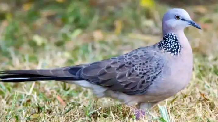 暖“心”闻：市民救下国家“三有”保护动物斑鸠