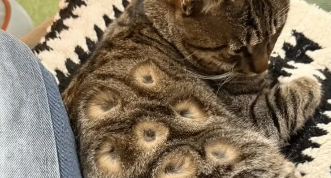 女子晒狸花猫称好玩，网友看后犯密集恐惧：还是金豆豆顺眼