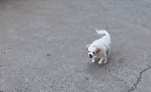 小狗勇闯大狗领地挑衅，跑近一看秒怂