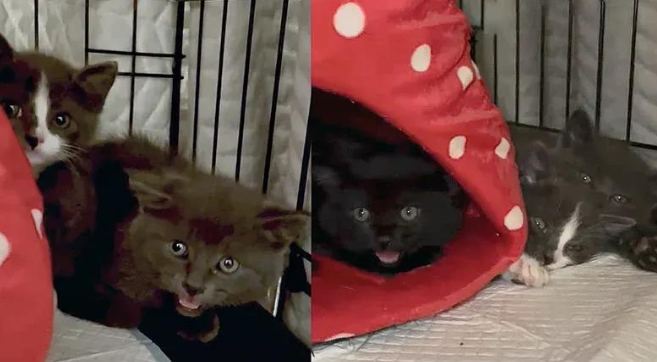 从胆小的哈瓦那辣椒到治愈天使，三只小猫的逆袭