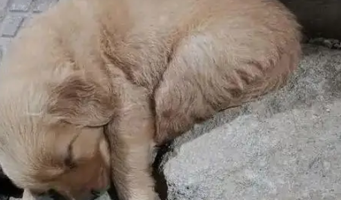 捡回的流浪狗僵坐3小时不敢睡，暖心守护3天，直接翻着肚皮酣睡