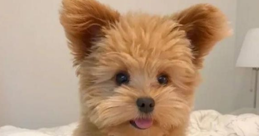 泰迪因“大嗓门”被恶意抛弃，医生收留，一年涨五十万粉丝