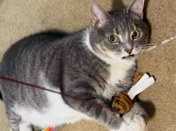 主人住院一去不回，九岁老猫独自守空房