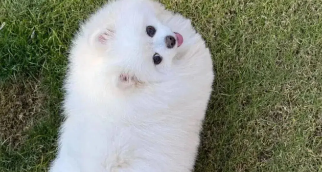 网友说她家博美是辆小狗车，还是会悬浮的那种！