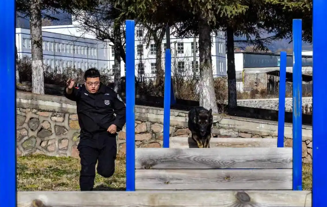 警犬实战练兵帅炸！障碍飞跃+搜爆缉毒双在线