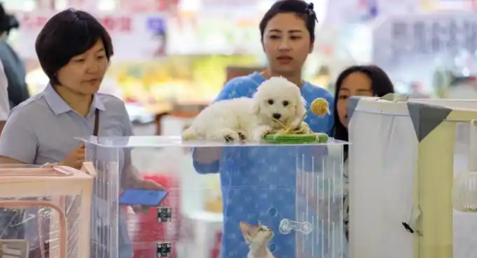 00后养宠人数约2000万，宠物经济岗位大涨30%