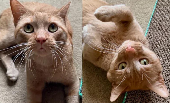 暴雨后猫咪被困下水道，好心人不顾警告，温暖改写悲惨喵生